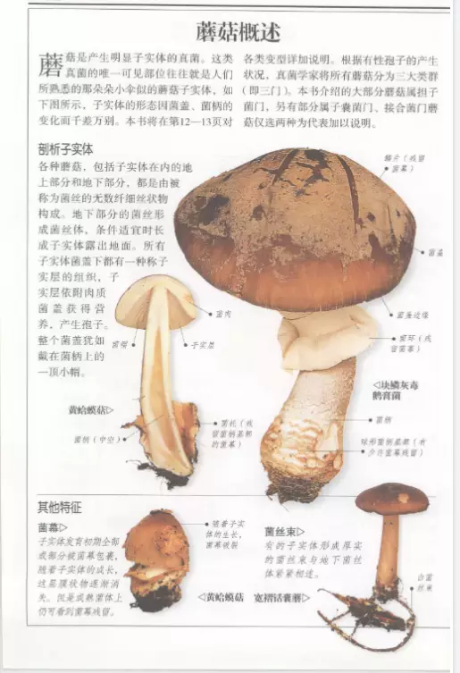 《蘑菇(全世界500多种蘑菇的彩色图鉴)》作者:(丹)托马斯·莱瑟斯  第2张