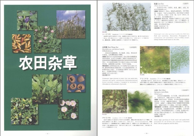 《杂草图鉴》：农田常见70种高清杂草，搞定叫不出来的草